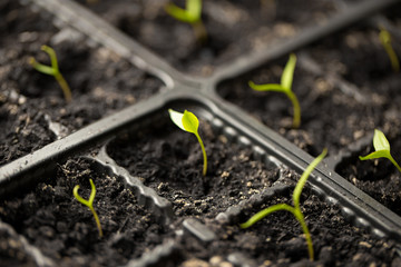 A young sprout of pepper in the ground