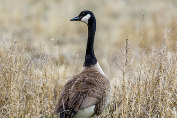 Canadian Goose