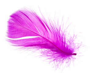 violet feather on a white background