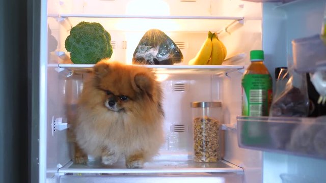 Funny Hungry Dog Sitting In The Fridge Looking For Food
