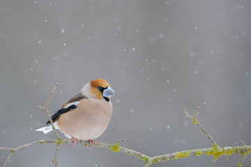 Hawfinch (Coccothraustes coccothraustes) under heavy snowfall.