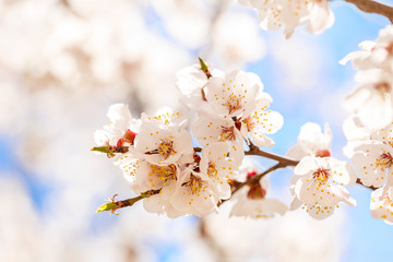 Spring, flowering of trees. Apricot.  Spring flowers. Sunlight
