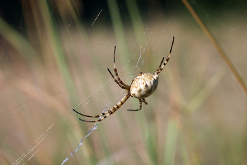 a spider spinning a web