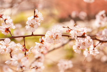 Spring, flowering of trees. Apricot. Spring flowers. Sunlight