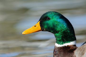 Obraz premium Mallard (Anas platyrhynchos) photographed in winter, the color of the plumage is highlighted by the sun. Portrait
