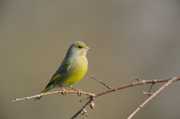 European greenfinch photographed in winter. The colors are highlighted by the sun.