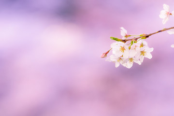 満開の桜　Cherry Blossoms
