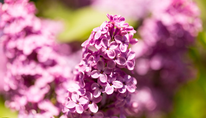 Lilac flowers on a tree in spring