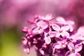 Naklejka na ściany i meble Lilac flowers on a tree in spring