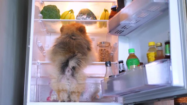 Dog Looking For Food In Refrigerator