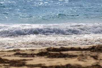 Sargasso debris on Mexican beach. Bokeh lovely sunny day on caribbean Beach. Sargasso sea weed dies and floats out.  