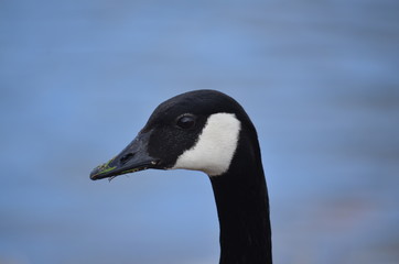 Goose Portrait 1
