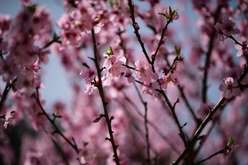 Closeup at almond tree blossoms