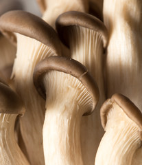 Oyster mushrooms as a background