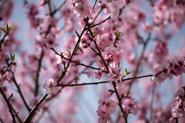 Closeup at almond tree blossoms