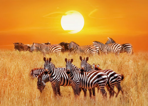 Group of african zebras at sunset in the Serengeti National Park. Africa. Tanzania. Artistic african natural image.