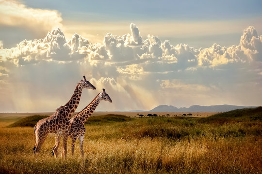 Fototapeta Grupa żyraf w Parku Narodowym Serengeti. Zachód słońca w tle. Niebo z promieniami światła w afrykańskiej sawannie. Piękny afrykański cloudscape.
