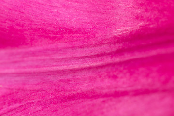Pink petal in a flower as a background