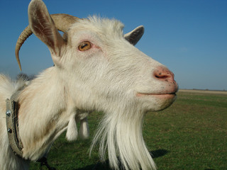 A white goat with earrings looks curiously into the camera.