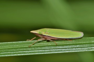 A green Sharpshooter (Draeculacephala antica) at rest on a plant stem. 
