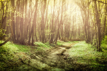 Obraz premium Fairy tale forest with golden leaves and sunlight in the morning with mist and fog