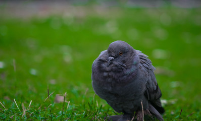 Rock dove bird.