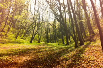 Fototapeta premium Fairy tale forest with golden leaves and sunlight in the morning with mist and fog