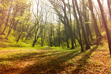 Fairy tale forest with golden leaves and sunlight in the morning with mist and fog