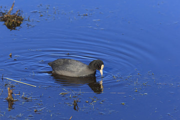 Eurasian Coot