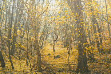 Fairy tale forest with golden leaves and sunlight in the morning with mist and fog