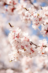 Spring, flowering of trees. Apricot.  Spring flowers. Sunlight