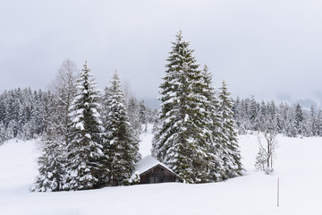 forest in winter with heavy snow 