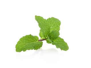 Mint leaves isolated on white background. © Watcharin