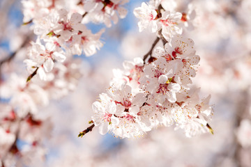 Spring, flowering of trees. Apricot.  Spring flowers. Sunlight