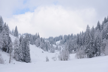 Fototapeta na wymiar forest in winter with heavy snow 
