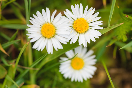 Detailed closeup of white daisy flower