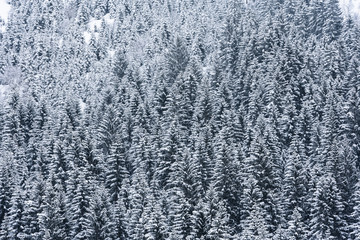 Fototapeta na wymiar winter landscape snow 