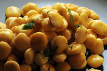 Lupinus albus Valkolupiini Chocho White lupin Weiße Lupine Lupini ترمس أبيض Lupino Altramuz Łubin biały Люпин белый 白羽扇豆 blanc 