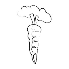 Fresh carrot vegetable on black and white sketch colors vector illustration