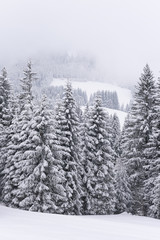 winter landscape snow 