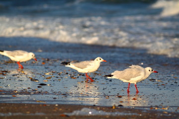 Seagulls walking along waters edge at Black Sea in soft send light of sunset