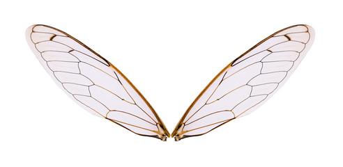 Insect wing isolated on white background