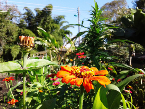 Roja cannabis 