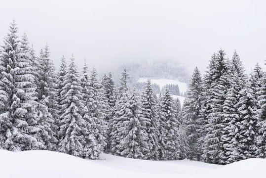 Fototapeta winter forest snow
