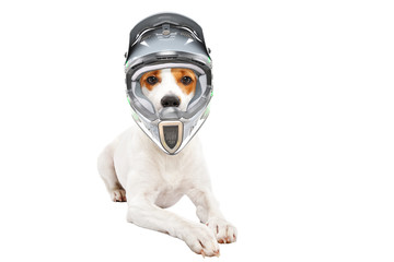 Funny dog Jack Russell Terrier in a bicycle helmet, lying isolated on white background