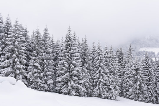 Fototapeta winter forest snow