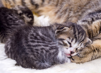 Naklejka na ściany i meble Baby cats