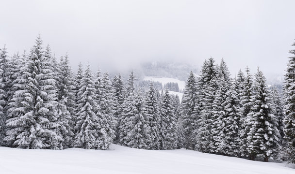 Fototapeta winter forest snow
