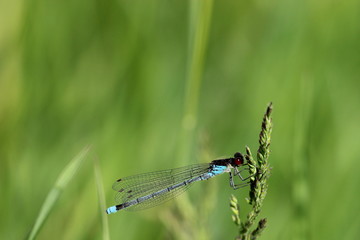 blaue Libelle auf Grashalm