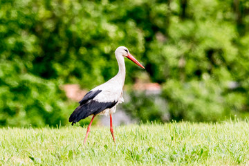 Weißstorch (Ciconia ciconia)